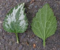 Lamium galeobdolon - Upper and lower surface of leaf - Click to enlarge!