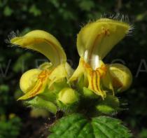 Lamium galeobdolon - Flowers - Click to enlarge!