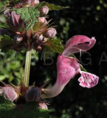 Lamium maculatum - Flower - Click to enlarge!