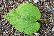 Lamium orvala - Upper surface of leaf - Click to enlarge!