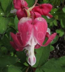 Lamprocapnos spectabilis - Flower - Click to enlarge!