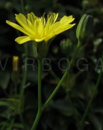 Lapsana communis - Flower head, side view - Click to enlarge!