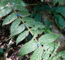 Lasianthus attenuatus - Branch - Click to enlarge!