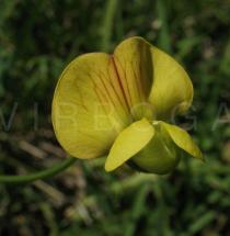 Lathyrus annuus - Flower - Click to enlarge!