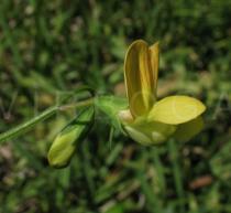 Lathyrus annuus - Flower, side view - Click to enlarge!