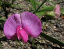 Lathyrus latifolius - Flower - Click to enlarge!