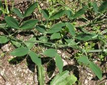 Lathyrus latifolius - Foliage - Click to enlarge!