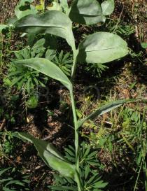 Lathyrus ochrus - Foliage - Click to enlarge!
