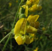 Lathyrus pratensis - Flower - Click to enlarge!