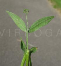 Lathyrus pratensis - Lower surface of leaf - Click to enlarge!