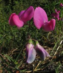 Lathyrus sylvestris - Flower - Click to enlarge!