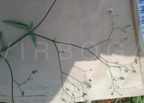 Launaea cornuta - Inflorescence - Click to enlarge!