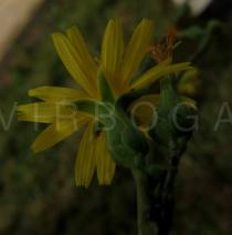 Launaea taraxacifolia - Inflorescence from below - Click to enlarge!