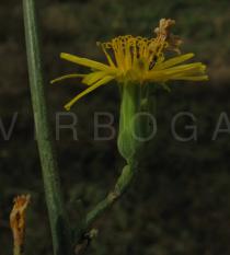 Launaea taraxacifolia - Inflorescence side view - Click to enlarge!