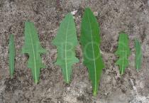 Launaea taraxacifolia - Upper and lower surfaces of leaf - Click to enlarge!