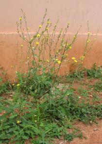Launaea taraxacifolia - Habit - Click to enlarge!