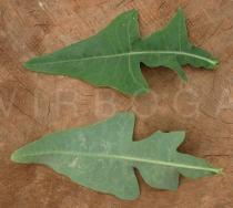 Launaea taraxacifolia - Upper and lower surface of leaf - Click to enlarge!
