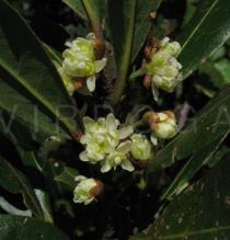 Laurus nobilis - Flowers - Click to enlarge!