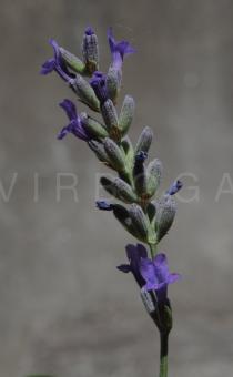 Lavandula angustifolia - Inflorescence - Click to enlarge!