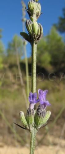 Lavandula latifolia - Flower - Click to enlarge!