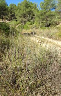 Lavandula latifolia - Habit - Click to enlarge!