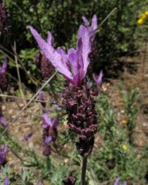 Lavandula stoechas - Flower head - Click to enlarge!