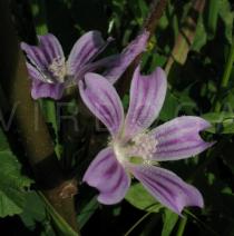 Lavatera cretica - Flower - Click to enlarge!