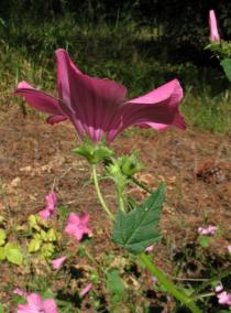 Lavatera trimestris - Flower, side view - Click to enlarge!