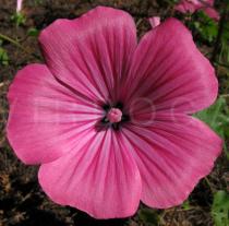 Lavatera trimestris - Flower - Click to enlarge!