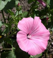 Lavatera trimestris - Flower and flower buds - Click to enlarge!