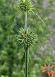 Leonotis leonurus - Inflorescence (flower buds) - Click to enlarge!