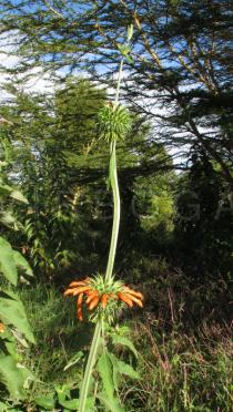 Leonotis nepetifolia - Infructescences - Click to enlarge!