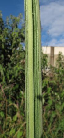 Leonotis nepetifolia - Stem section - Click to enlarge!