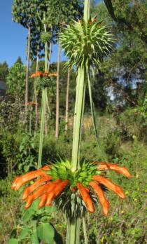 Leonotis nepetifolia - Inflorescences - Click to enlarge!