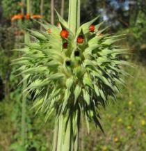 Leonotis nepetifolia - Flower buds - Click to enlarge!