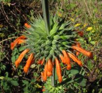 Leonotis nepetifolia - Inflorescence - Click to enlarge!