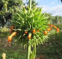 Leonotis nepetifolia - Inflorescence - Click to enlarge!