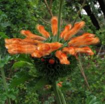 Leonotis ocymifolia - Inflorescence - Click to enlarge!