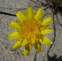 Leontodon taraxacoides - Flower head - Click to enlarge!