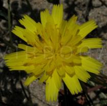 Leontodon taraxacoides - Flower head - Click to enlarge!