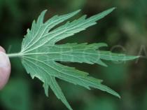 Leonurus cardiaca - Lower surface of leaf blade - Click to enlarge!