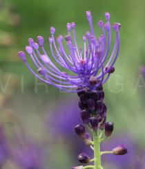 Leopoldia comosa - Inflorescence - Click to enlarge!