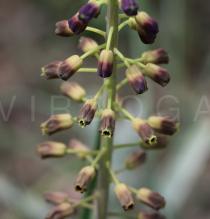Leopoldia comosa - Flowers - Click to enlarge!