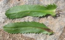 Lepidophorum repandum - Upper and lower surface of leaf - Click to enlarge!