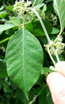 Leptadenia hastata - Leaf - Click to enlarge!