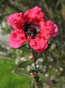 Leptospermum scoparium - Flower close-up - Click to enlarge!