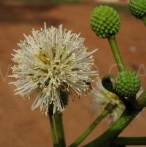 Leucaena leucocephala - Flower head - Click to enlarge!