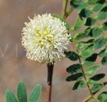 Leucaena leucocephala - Inflorescence - Click to enlarge!