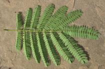 Leucaena leucocephala - Lower leaf surface - Click to enlarge!