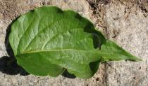 Leycesteria formosa - Upper leaf surface - Click to enlarge!
